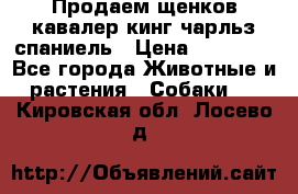 Продаем щенков кавалер кинг чарльз спаниель › Цена ­ 60 000 - Все города Животные и растения » Собаки   . Кировская обл.,Лосево д.